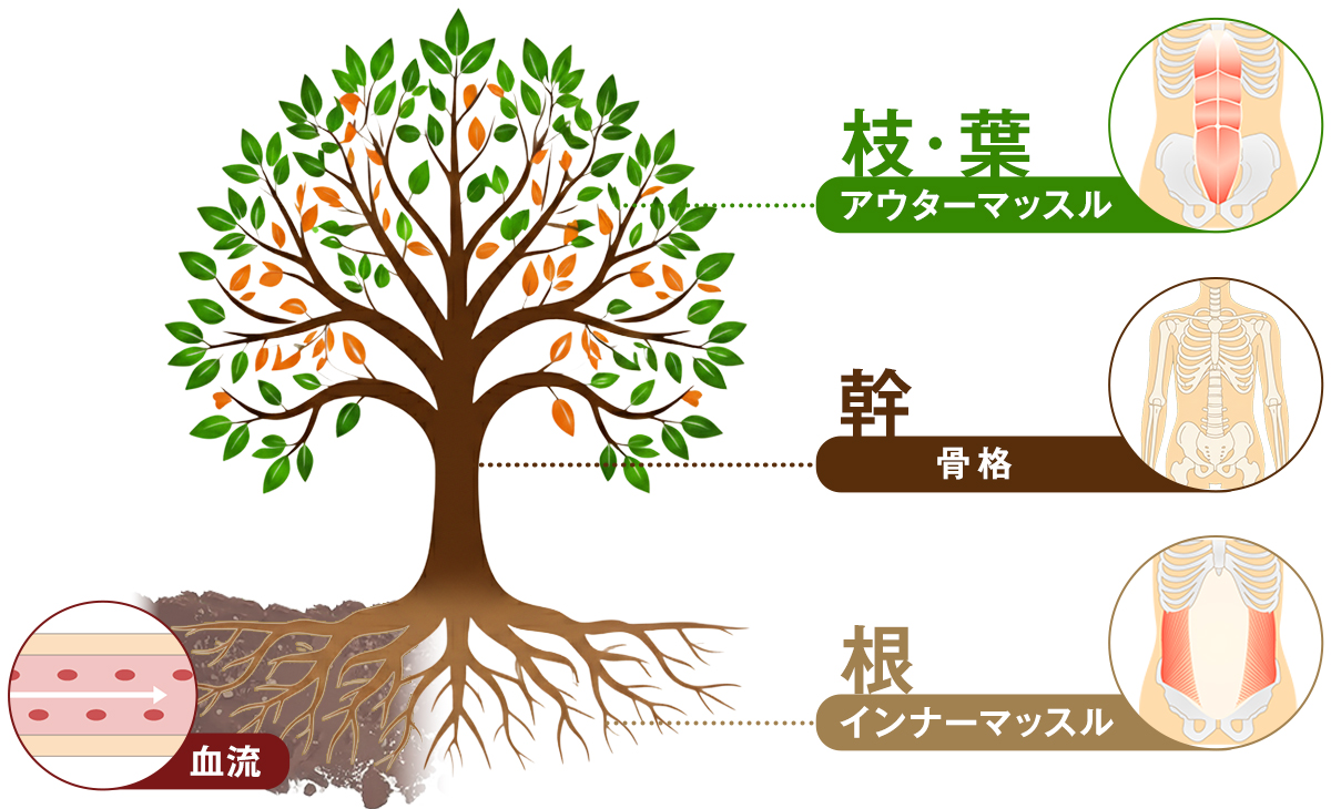 血流は「根」であるという図